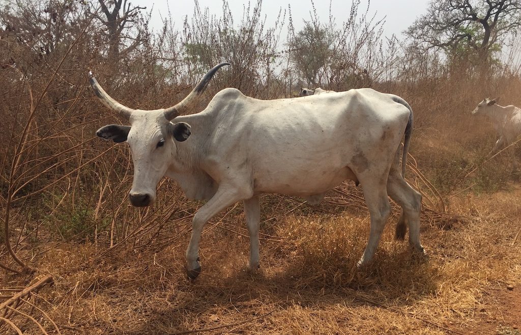 stier Okeowo Benin